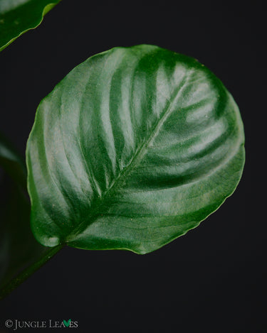 Anubias barteri var. nana cv. Round Leaf Coin