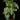 Aphelandra squarrosa