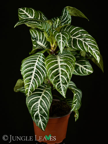 Aphelandra squarrosa