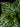 Aphelandra squarrosa
