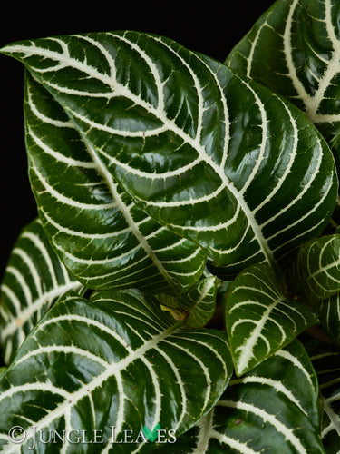 Aphelandra squarrosa