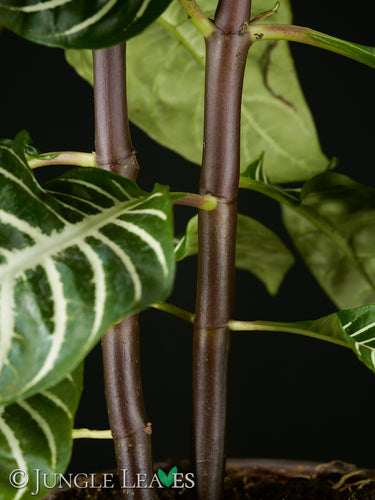 Aphelandra squarrosa