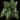 Aphelandra squarrosa