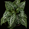 Aphelandra squarrosa