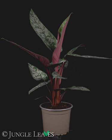 Apoballis acuminatissima