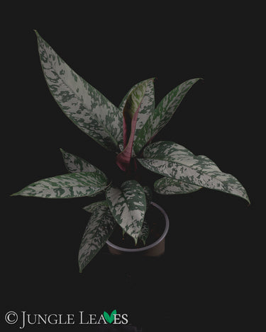 Apoballis acuminatissima