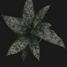 Apoballis acuminatissima
