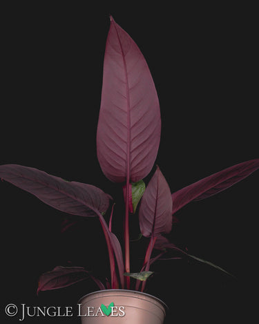 Apoballis acuminatissima