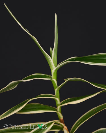 Arachnis Maggie Oei 'Variegata'