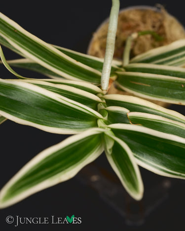 Arachnis Maggie Oei 'Variegata'