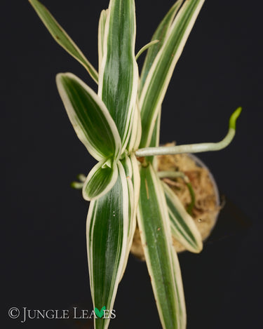Arachnis Maggie Oei 'Variegata'