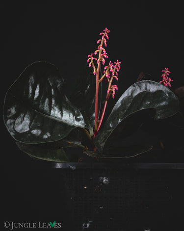 Ardisia sp. Borneo (Labisia Mangkuk)