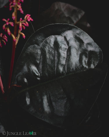 Ardisia sp. Borneo (Labisia Mangkuk)