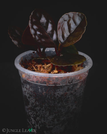 Ardisia sp. Borneo (Labisia Mangkuk)