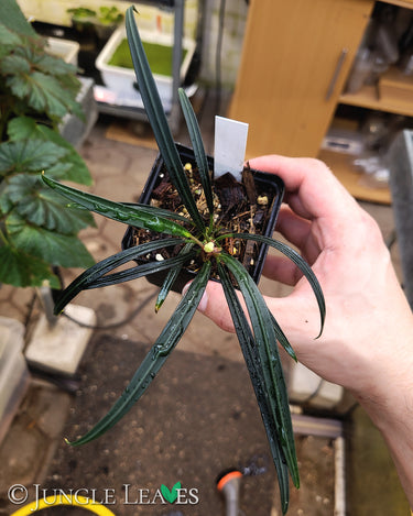 Aridarum 'Long Leaf' (Burttianthus veluntandrus)