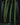 Aridarum 'Long Leaf' (Burttianthus veluntandrus)