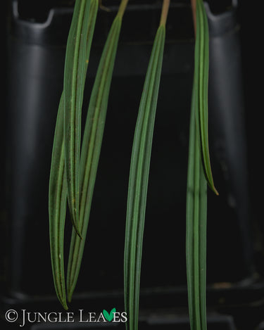 Aridarum 'Long Leaf' (Burttianthus veluntandrus)