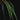Aridarum 'Long Leaf' (Burttianthus veluntandrus)