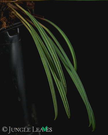 Aridarum 'Long Leaf' (Burttianthus veluntandrus)