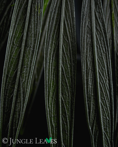 Aridarum sp. 'Perisai'