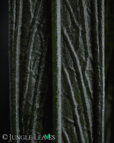 Aridarum sp. 'Perisai'