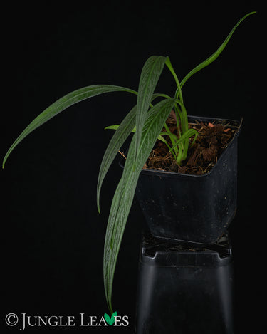 Aridarum sp. 'Perisai'