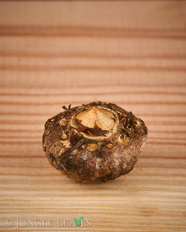 Arisaema candidissimum tuber1
