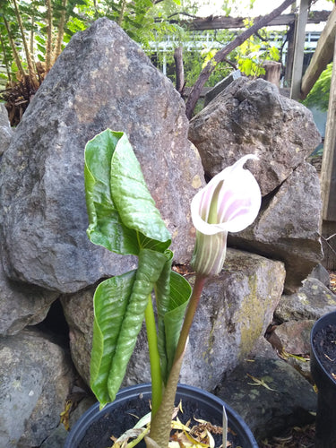 Arisaema candidissimum inflorescence2