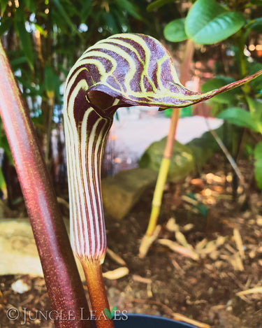 Arisaema fargesii inflorescence1
