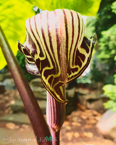 Arisaema fargesii inflorescence2