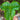 Arisaema fargesii leaf1