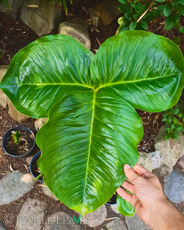 Arisaema fargesii leaf1