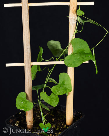 Aristolochia gigantea (Riesen-Pfeifenblume)