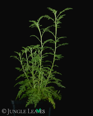 Artemisia afra