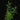 Artemisia afra