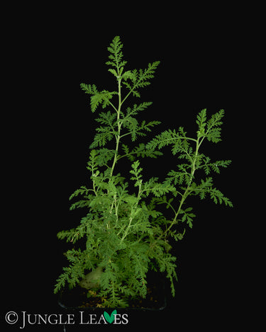 Artemisia afra