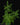 Artemisia afra