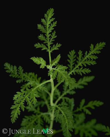 Artemisia afra