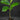 Jackfruit tree