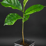 Jackfruit tree