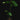Artocarpus integer (Cempedak)