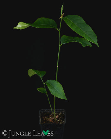 Artocarpus integer (Cempedak)