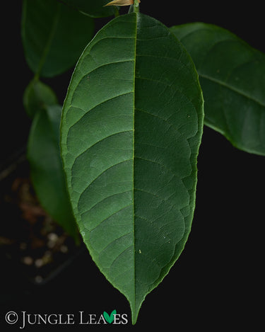 Artocarpus integer (Cempedak)