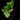 Arum italicum