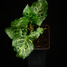 Arum italicum