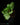 Arum italicum