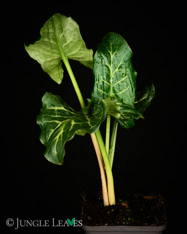 Arum italicum