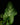 Arum italicum
