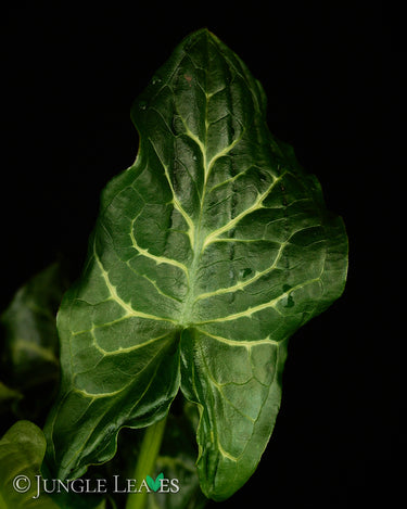 Arum italicum