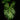 Arum italicum